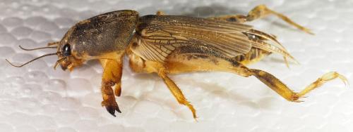 Réf. 311 407 : Neoscapteriscus didactylus